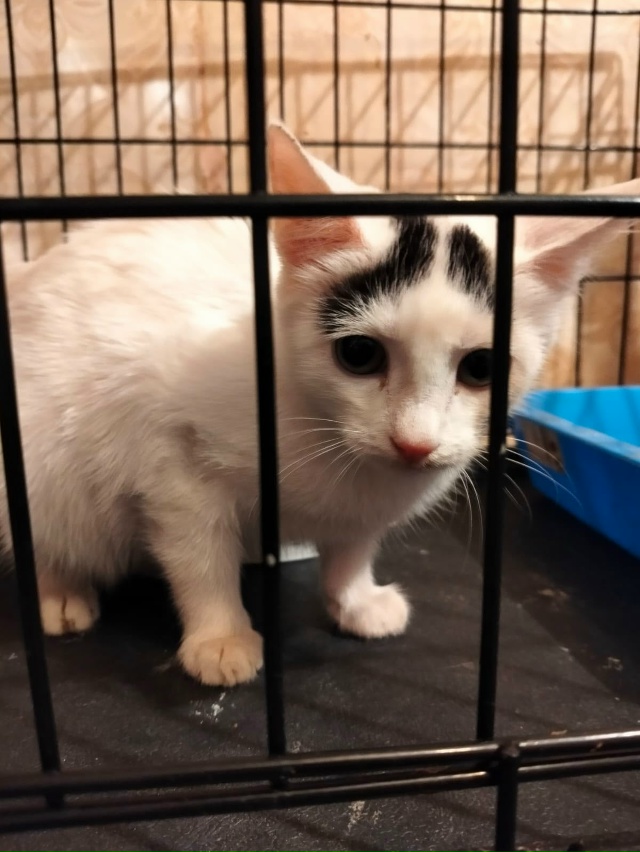 Лен., обл., г.Кировск
Малыш Беляш ищет дом, был найден в п...