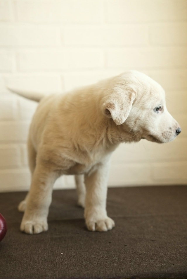 ‼️Две девочки и два мальчика очень хотят быть домашни...