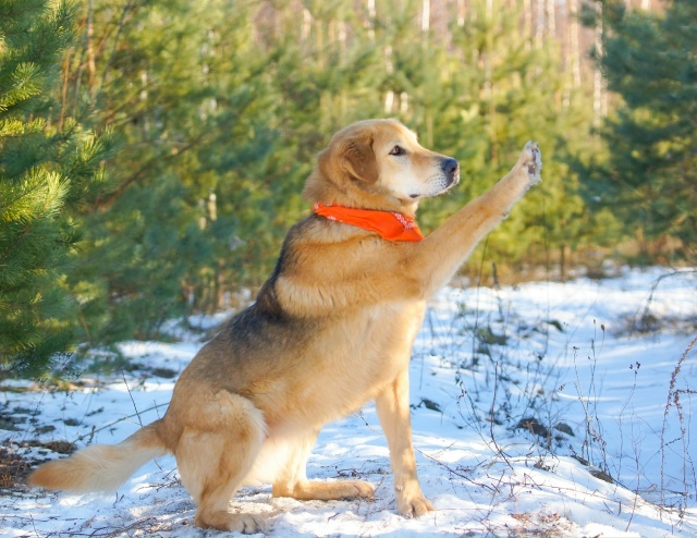 НУЖЕН ДОМ В МОЖАЙСКЕ!!!
Знакомьтесь Боня — она же Бони?...