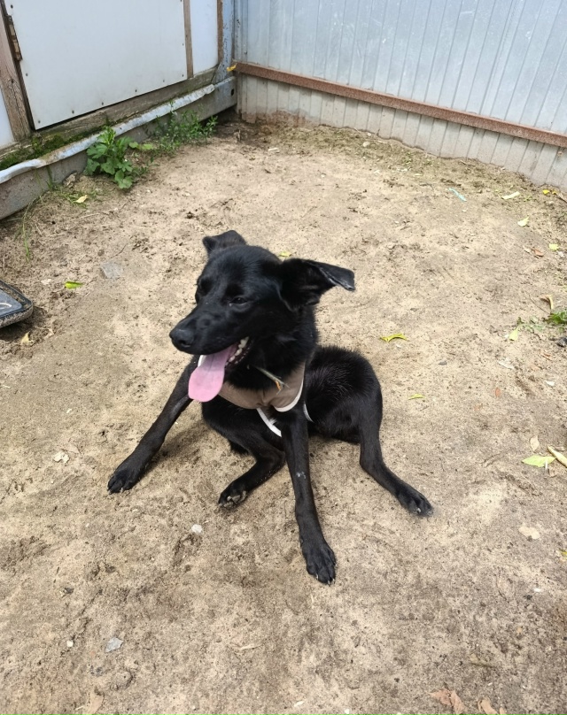 Эта девочка, продолжает искать дом. Стерилизованная, п?...