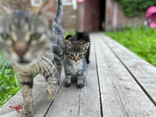 Котята очень ищут свой дом, чужая кошка принесла котят,...
