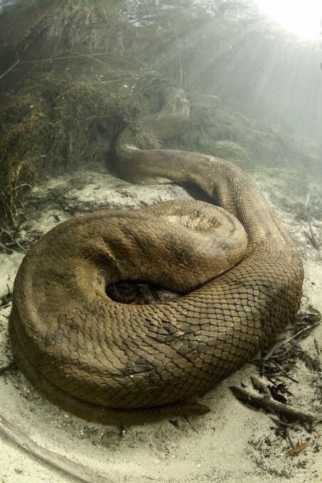 Подводный фотограф-экстремал из Швейцарии Франко Банф...