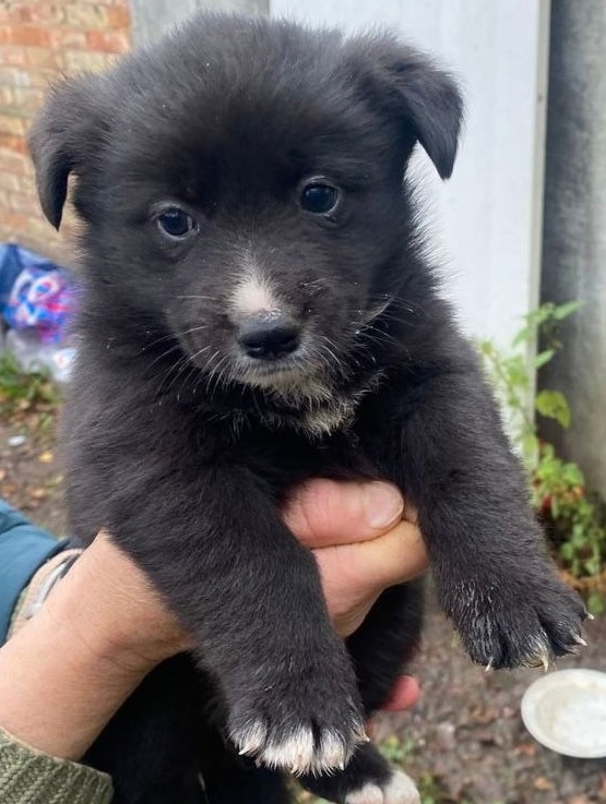 Замечательные охранники в добрые руки и совершенно бе?...