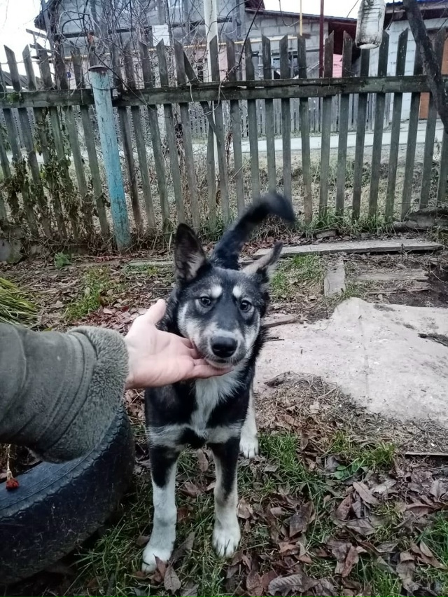 Остался один щеночек
Зовут Рада?
Мать в отлове. Взяла...