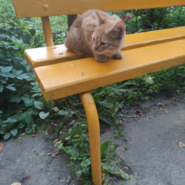 Замечен котёнок очень ласковый на улице Верхней 10, мож?...