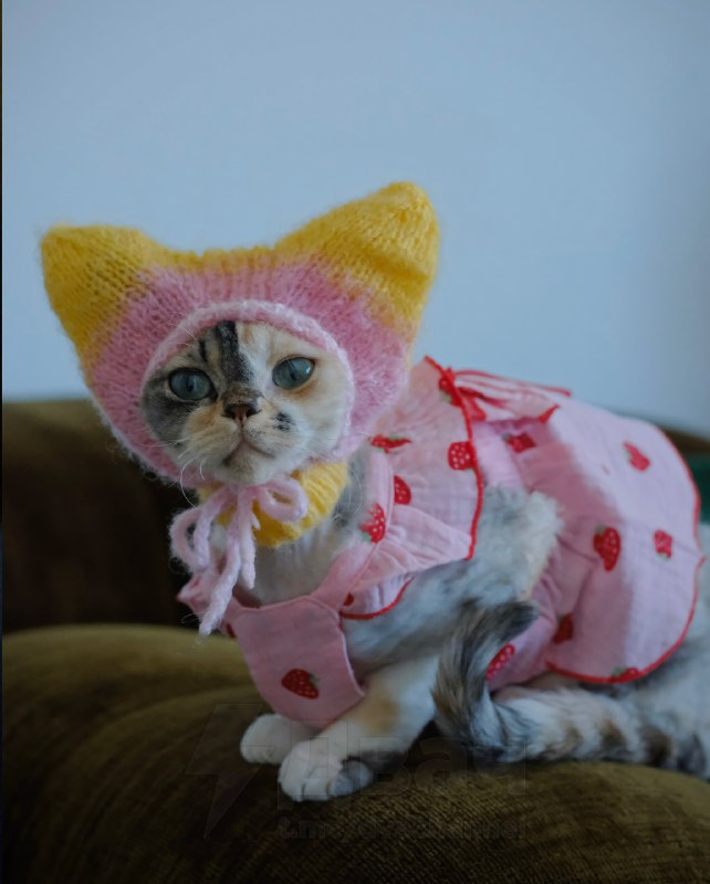 У любителей кошек новый тренд — вязаные шапочки для питомцев
Хозяева делают шапки с ушками, чтобы к