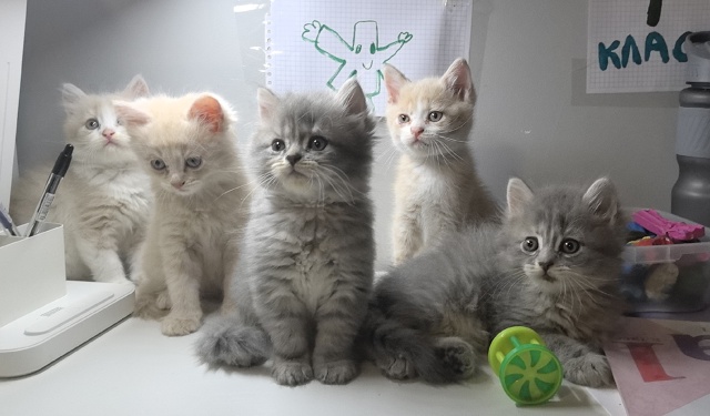 Отдаю котят в добрые руки. Пять плюшек, ласковых и озор?...