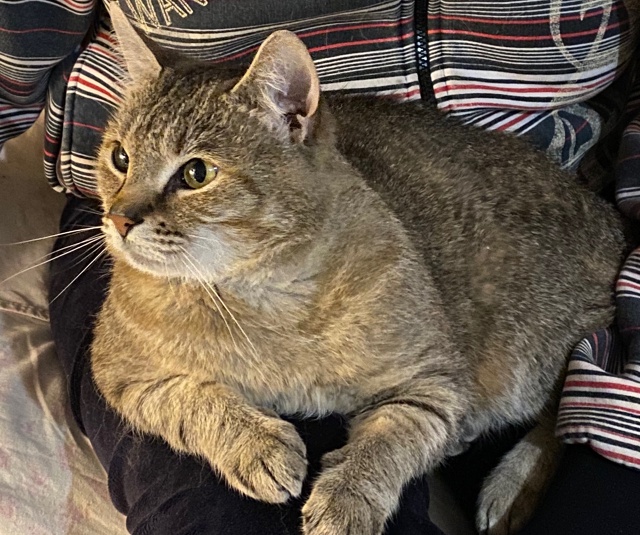 Добрый вечер. 3 дня назад в районе улицы Сургина пропал ...