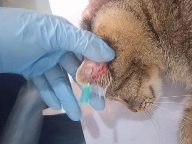 Друзья. 🆘🆘🆘🆘
Вот такой котик попался на пути. У кот?...