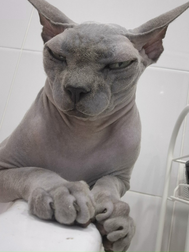 Мой большой Абю. Любит забуриваться в пледик.