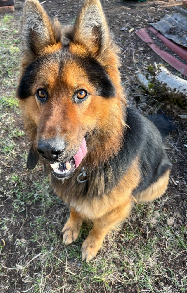 Пропала собака,песчаный переулок(улица Андреева)
Клич?...