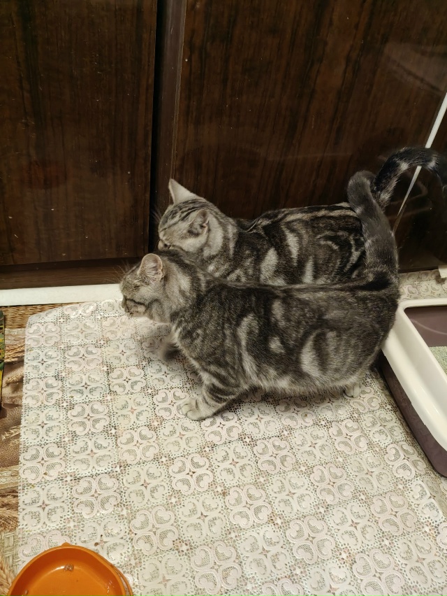 Помогаю информационно. На участке у пожилой женщины по...