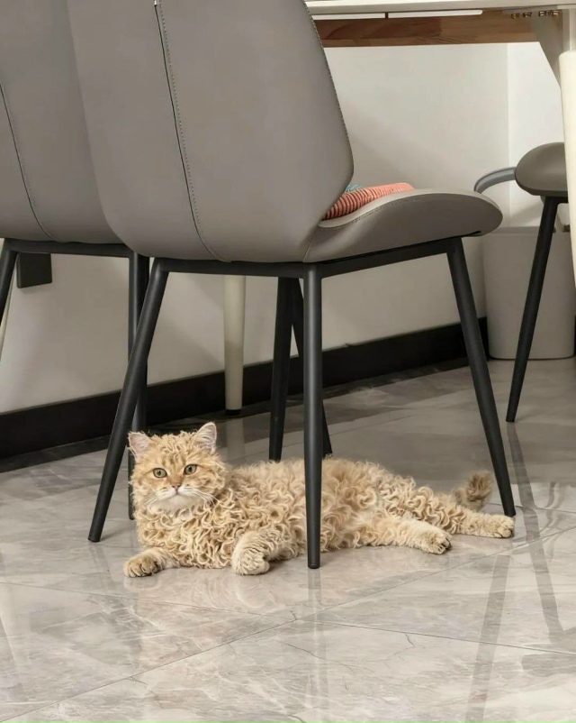 Владельцы пушистой красавицы отмечают — её шерсть нап...