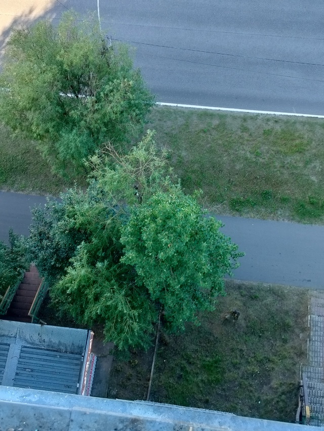 На Нефтяников 40/1, сидит на дереве чей то кот, черно белы...