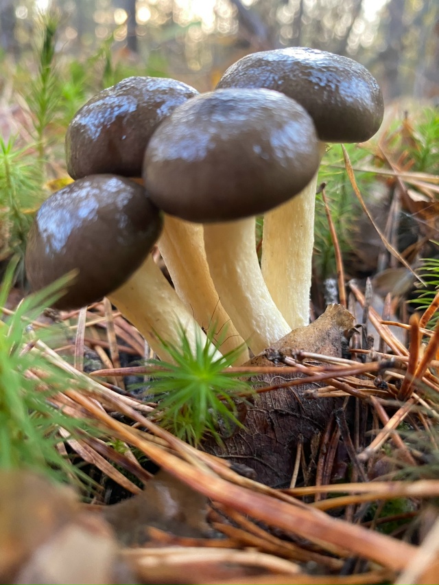 Орехово-Зуево.
Сластен очень много, но впервые встрети...