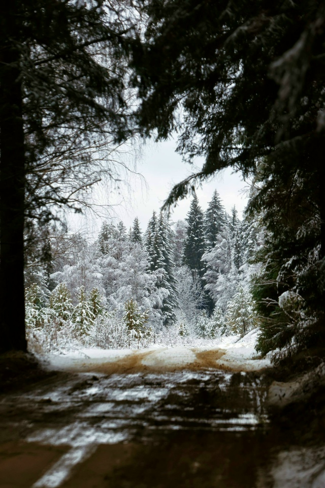 Леса Урала превращаются в сказочные пейзажи — на фото ...