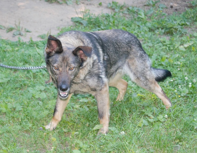 Ищем хороших хозяев для Рокки
Кобель.
Метис овчарки.
В?...