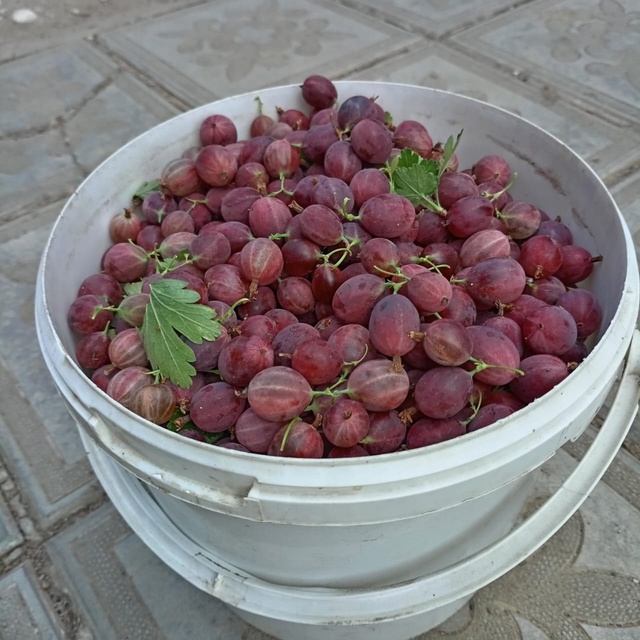 Продам 400р,кг. 89033974276