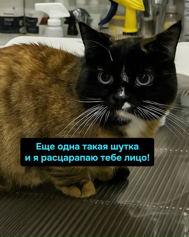 Уровень опасности: «Мурлычет, но планирует месть».