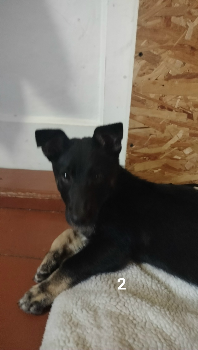 #ПотерялиНашлиПомогите
1 Сегодня, в 20час 35 мин, на оста...