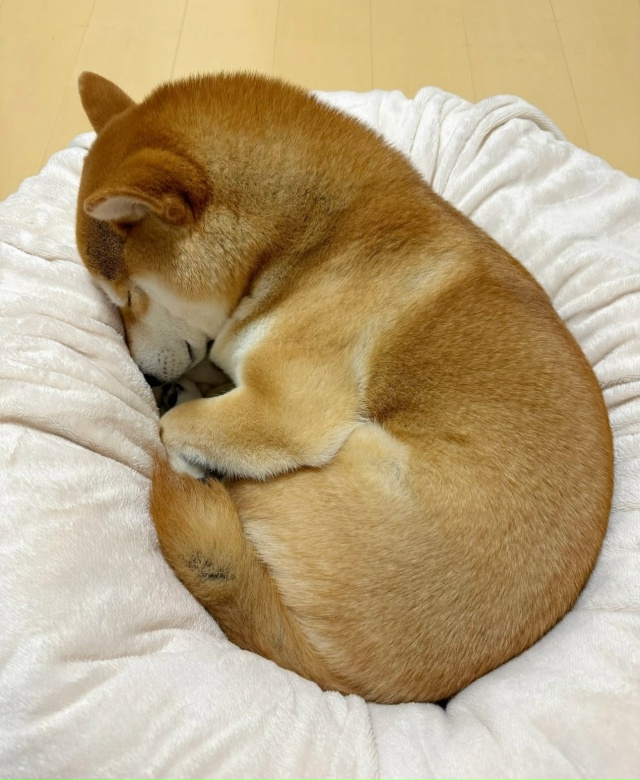 Вырос с котиками😃