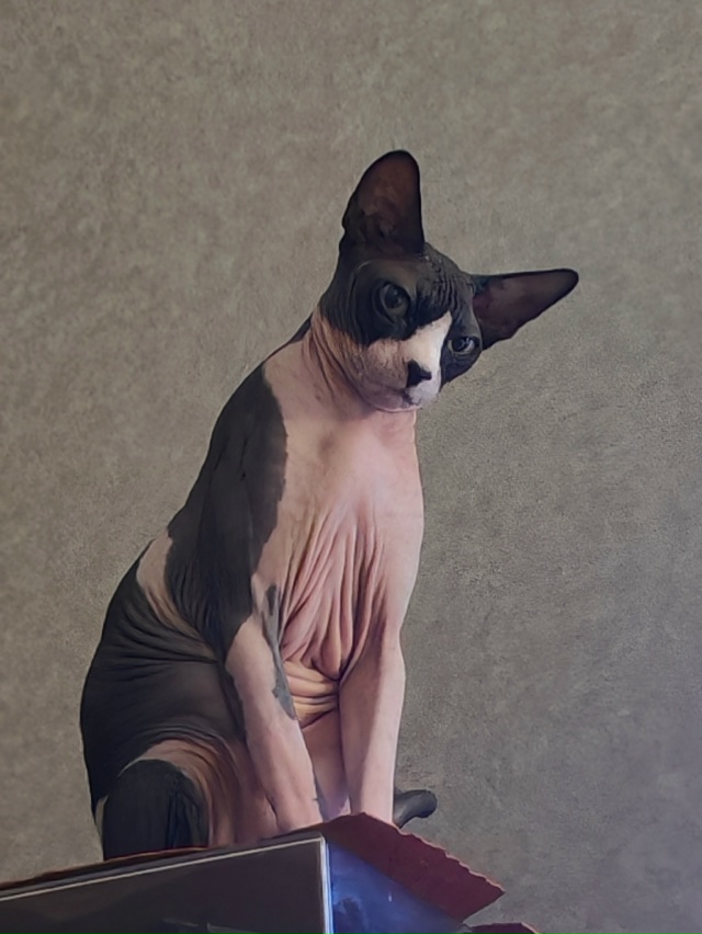 Гермес и его приключения в квартире.