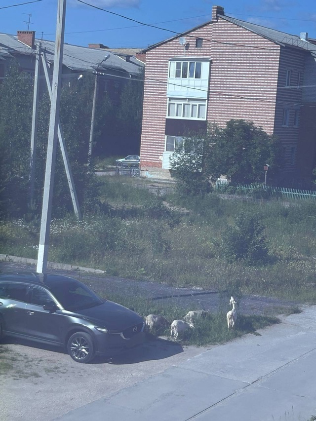 Каким образом бороться с хозяином своей живности, кото...