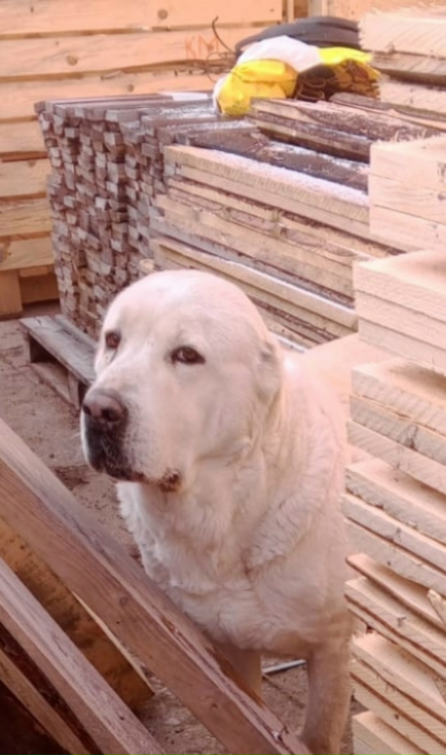 Всем добрый день, у кого пропали собаки, прошу обращать...