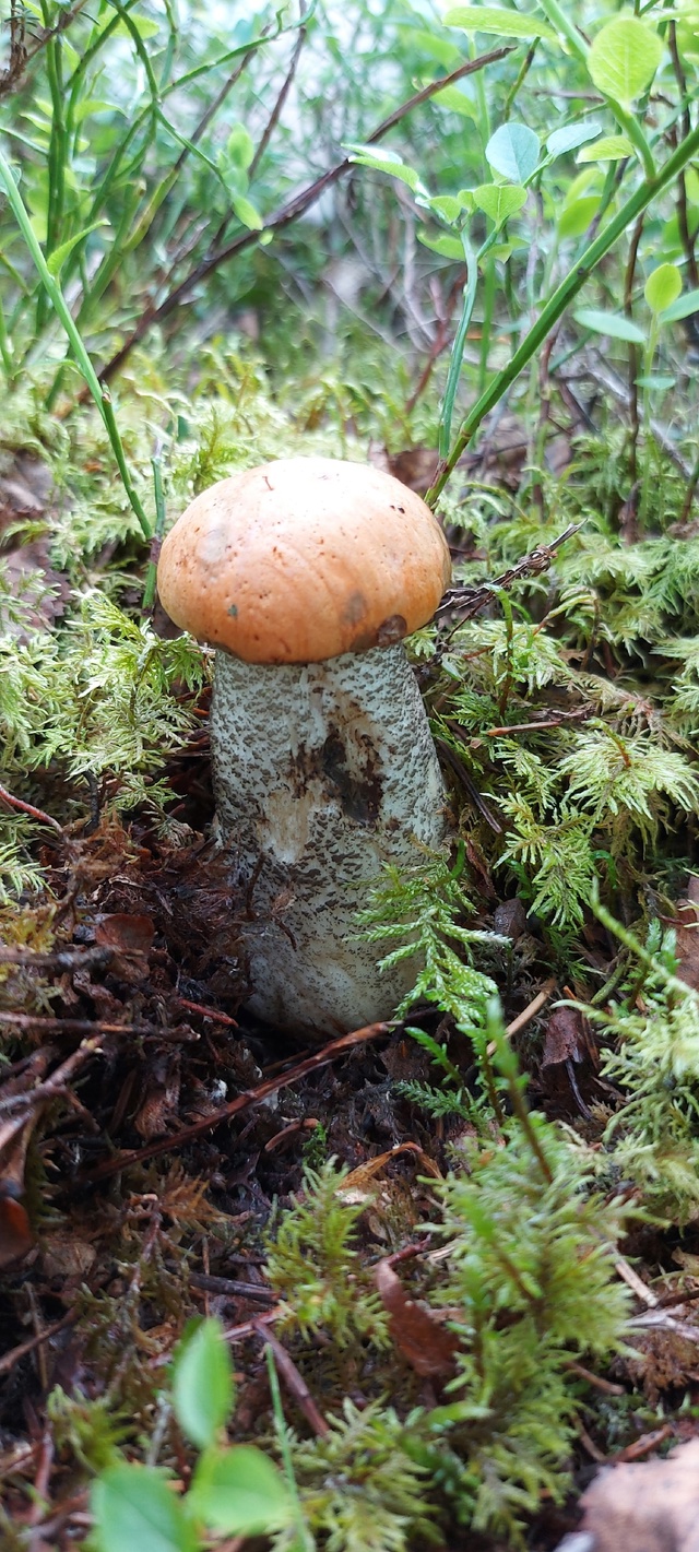 Тихая охота 2025?