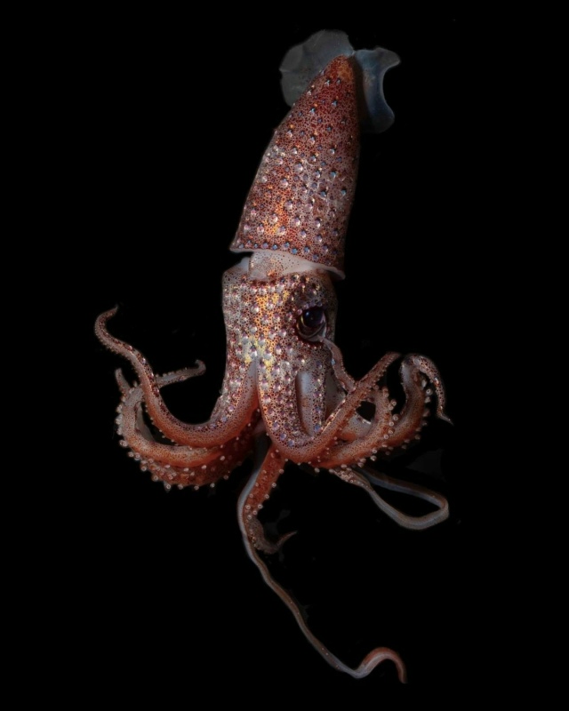 Клубничный кальмар, замеченный в глубинах океана
Потр...