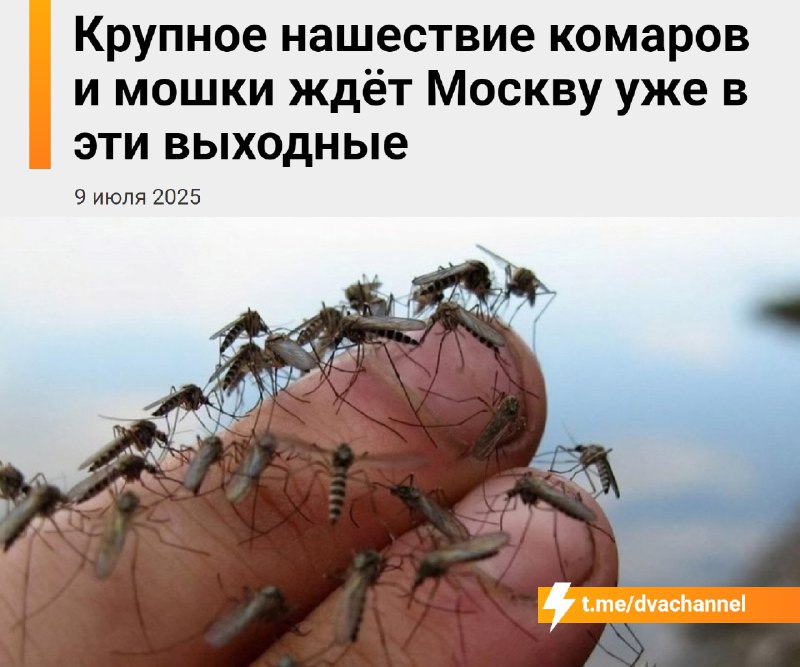 ⚡️В эти выходные Москву ждёт крупное нашествие боевых комаров и мошки
Это связано с возвращением жа