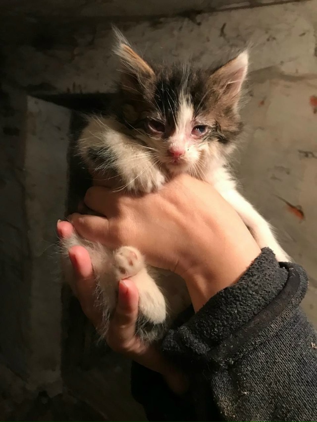 В грязном подвале погибают 4 котенка, 3 девочки и 1 мальч...