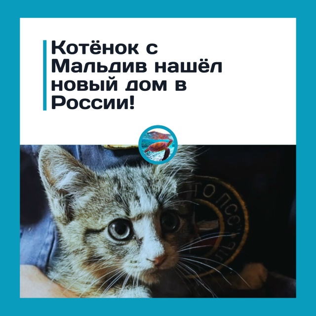 Солнце, пляж… и котёнок: туристы увезли с Мальдив пуши?...