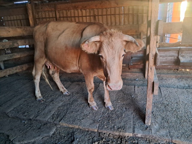 Продаётся КРС 🐄🦬🐂 По все вопросам обращаться по ном...