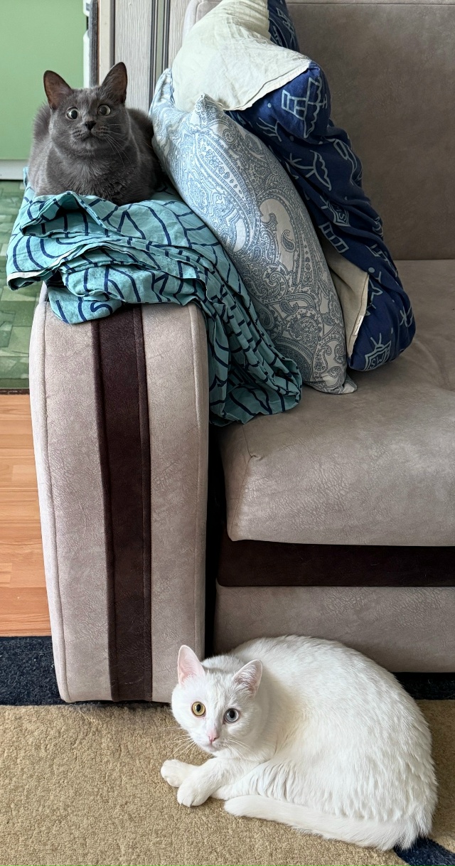 Утренние коты реагируют на раннее пробуждение кожаног...