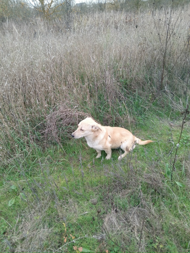 Добрый вечер! Примерно месяц назад на нашей улице появ?...