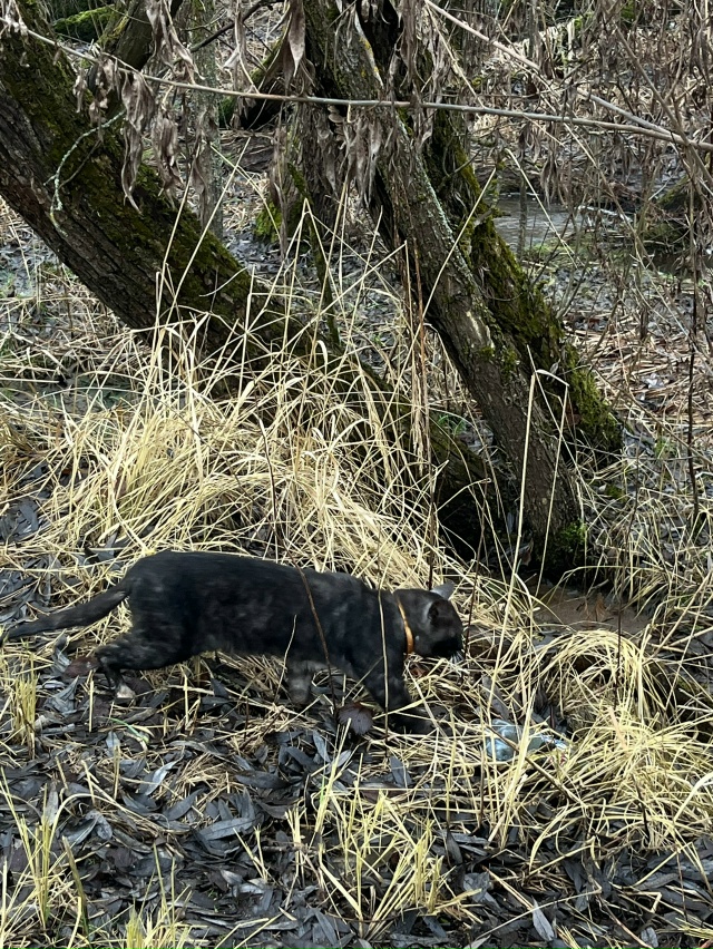 Гуляет кот в ошейники по Бородинской улицы около Никол...