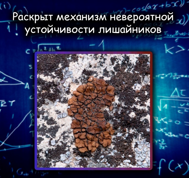Лишайники пережили смертельное ультрафиолетовое излу...