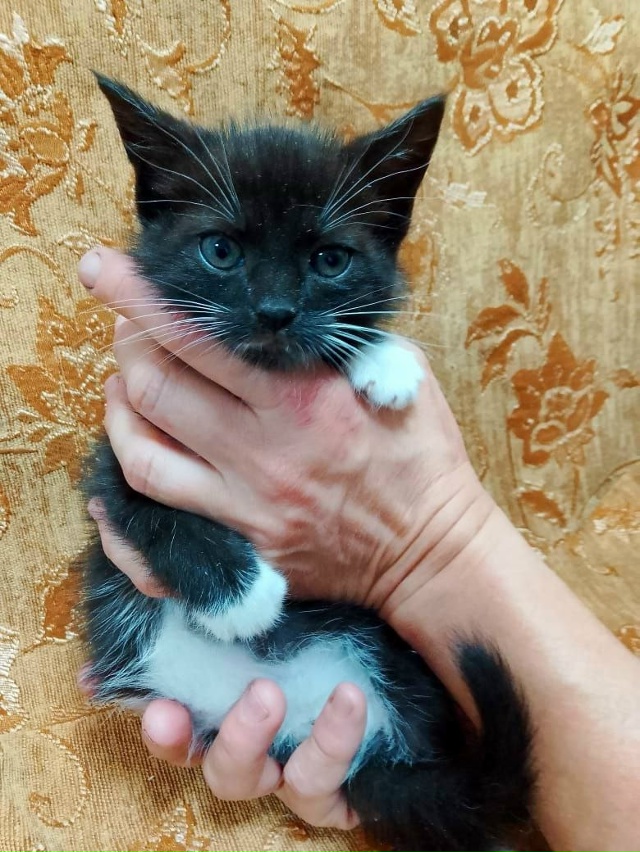 Коты в добрые руки
89308413854