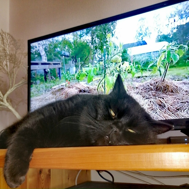 Мои брутальные ребята... Мои хозяева в доме... Мои хвоста...