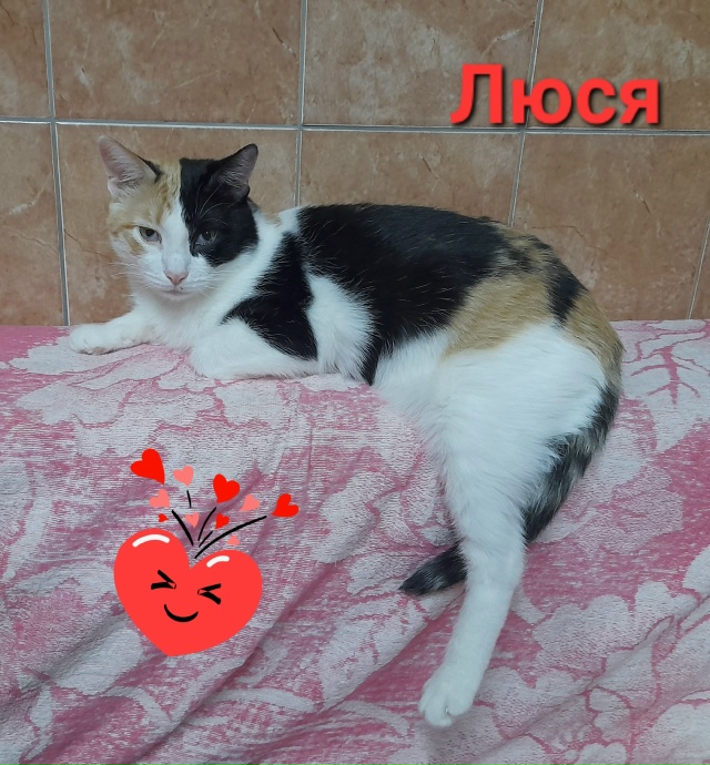 ЛЮСЯ В ПОИСКЕ ДОМА 🏠.
А вы знает, что️
К счастью трехцв...