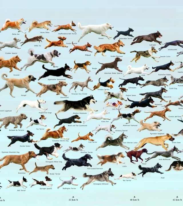 А какая порода у вас