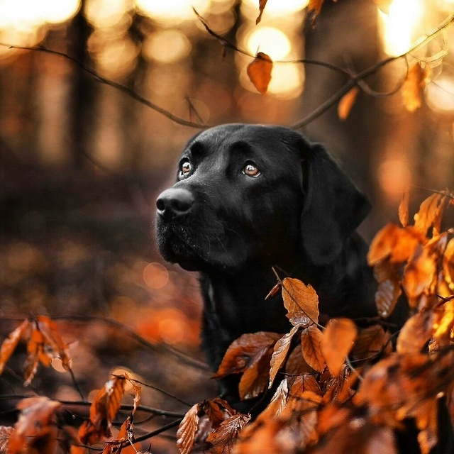 Дуськина рыбалка
Вдруг в реку полетел чёрный полиэти...