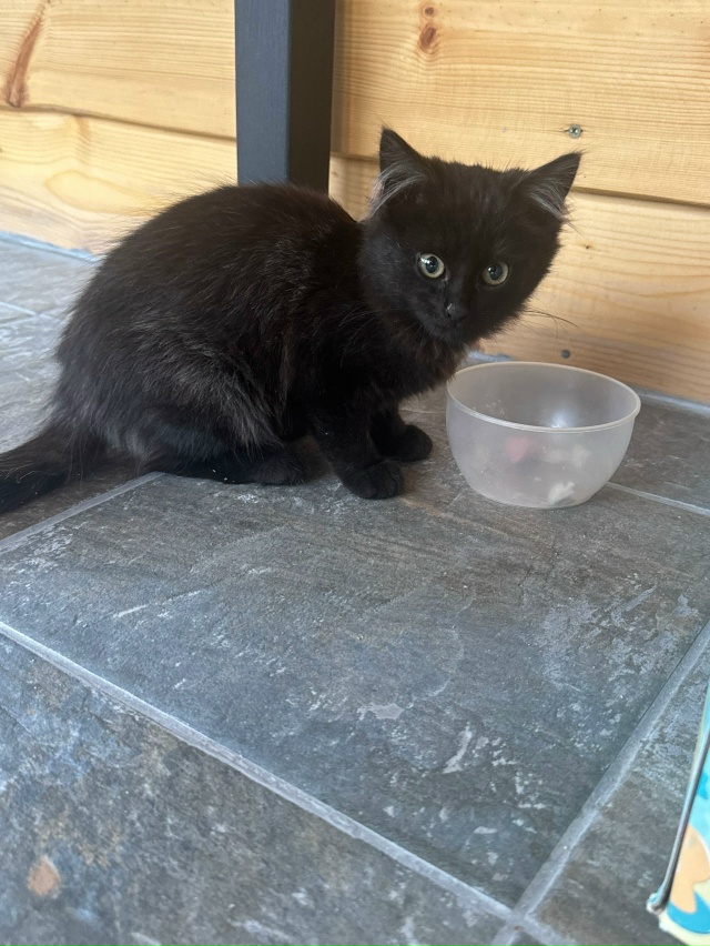 Сегодня, как третий день живет на улице😓
К дому прибил...