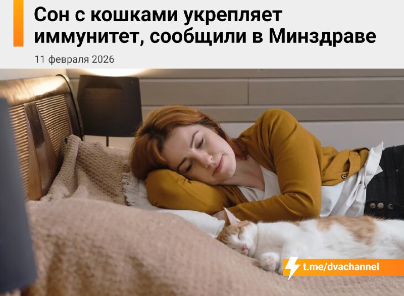 Сон с кошками укрепляет иммунитет, рассказали в Минздраве
Также полезно постоянно играть, гладить и