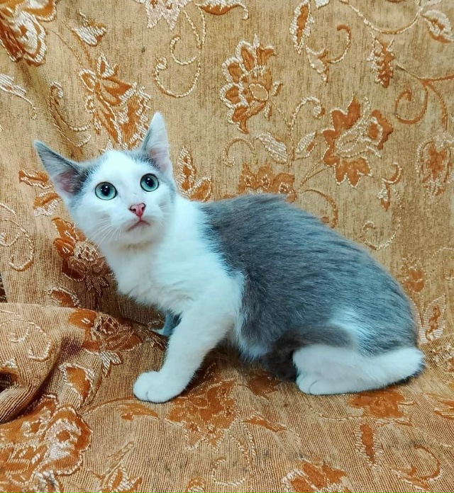 Коты в добрые руки
89308413854