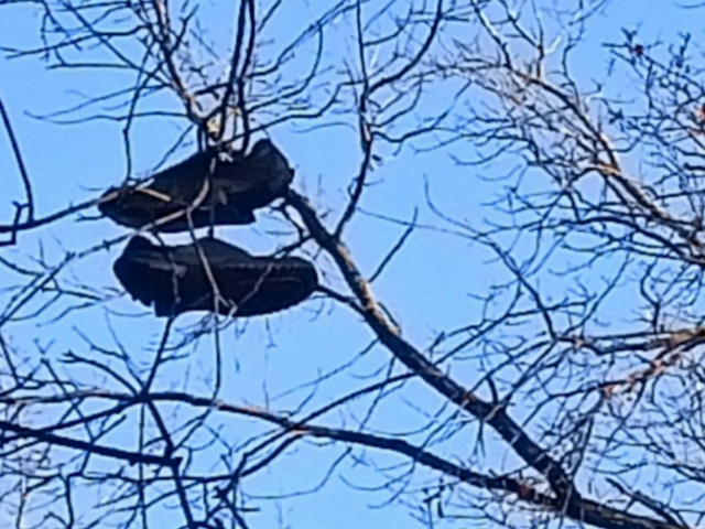 ? В Загородном парке на дереве заметили необычные укр...