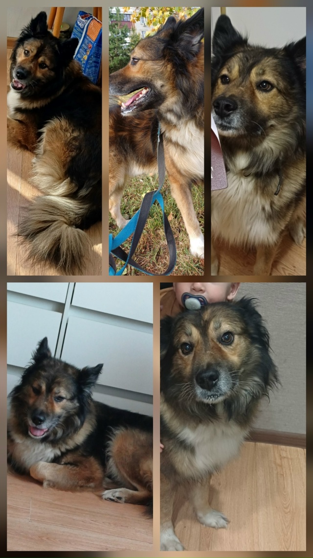 Потерялся пес, кличка Ральф. Оборвал ошейник и убежал в...