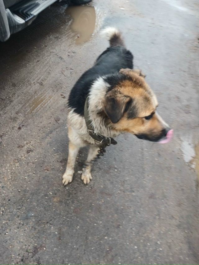 чей собакен бегает с куском цепи,сбежал видимо