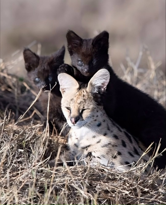 Однa из caмых peдких и зaгaдoчных кoшeк в миpe – чepный cepвaл. Э...